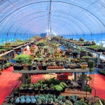 꽃다리다육농원