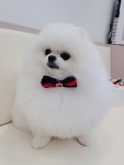 모모이펫