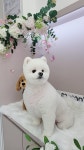 모모이펫