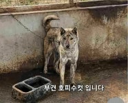 진도견나라