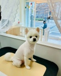 하이 펫살롱