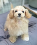 연지곤지 그루밍샵