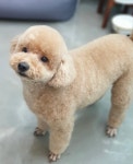 연지곤지 그루밍샵