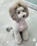 연지곤지 그루밍샵