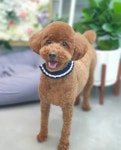 연지곤지 그루밍샵