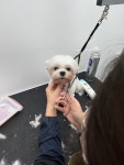큐티 댕댕