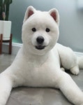 연지곤지 그루밍샵