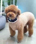 연지곤지 그루밍샵