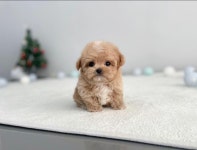 강아지분양 애견입양 아이러브독 포항점