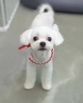 연지곤지 그루밍샵