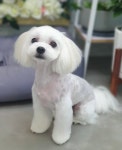 연지곤지 그루밍샵