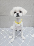단정하개