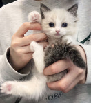 광주고양이가정분양 비비냥