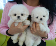 부산강아지분양 테디럽 명지본점