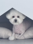 뽀삐샵