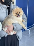 뽀삐샵