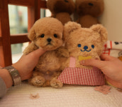 부산강아지분양 테디럽 명지본점