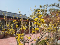 일송재