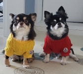 헤이즈헤어