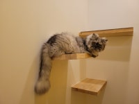 심쿵하냥 고양이미용&호텔