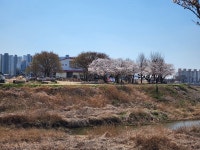 카페리버트리