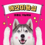 뛰뛰 강아지 유치원