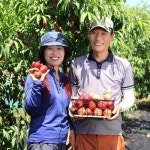 은희복숭아농장