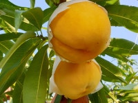 은희복숭아농장