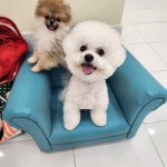 강아지살롱
