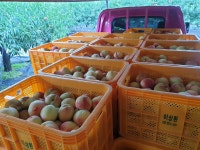 은희복숭아농장