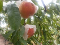 은희복숭아농장