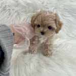 드림독 강아지분양 안심분양센터 부천점