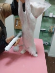 고양이 무마취미용 나의캣