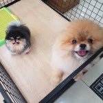 해피펫클럽