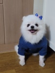 진교애견샵