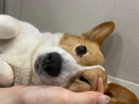 로잔동물의료센터