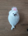 진교애견샵