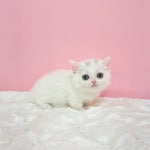 일산고양이분양&미용 반하나캣