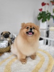 이뿌고이뿌개