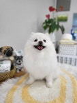이뿌고이뿌개