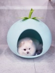 이뿌고이뿌개