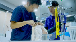 SNC동물메디컬센터
