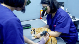 SNC동물메디컬센터