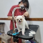 쿨펫애견미용학원 수원점