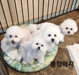 우리똥강아지