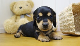 광주강아지분양 고양이분양 24시 데려가개본점