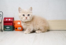 라온캣 대전고양이 분양 본점