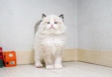 라온캣 대전고양이 분양 본점