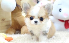 광주강아지분양 고양이분양 24시 데려가개본점