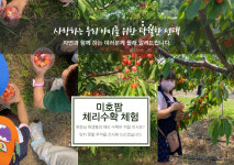 미호팜 체리농장